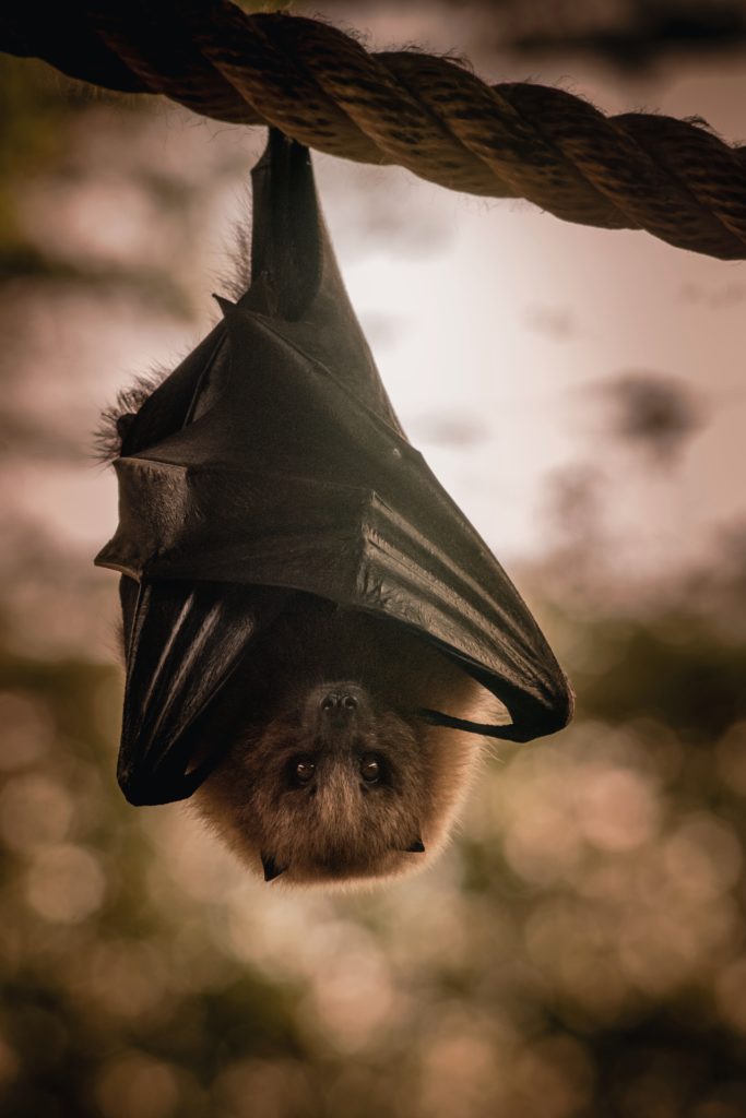 How can bats sleep hanging upside down?