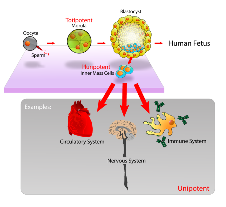 #137 What are stem cells and how do they work?