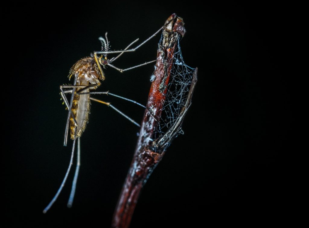 Why do mosquitoes come out at night?