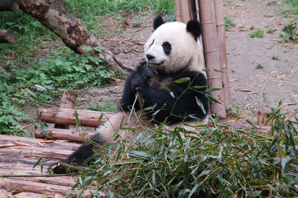 Why do pandas eat bamboo?