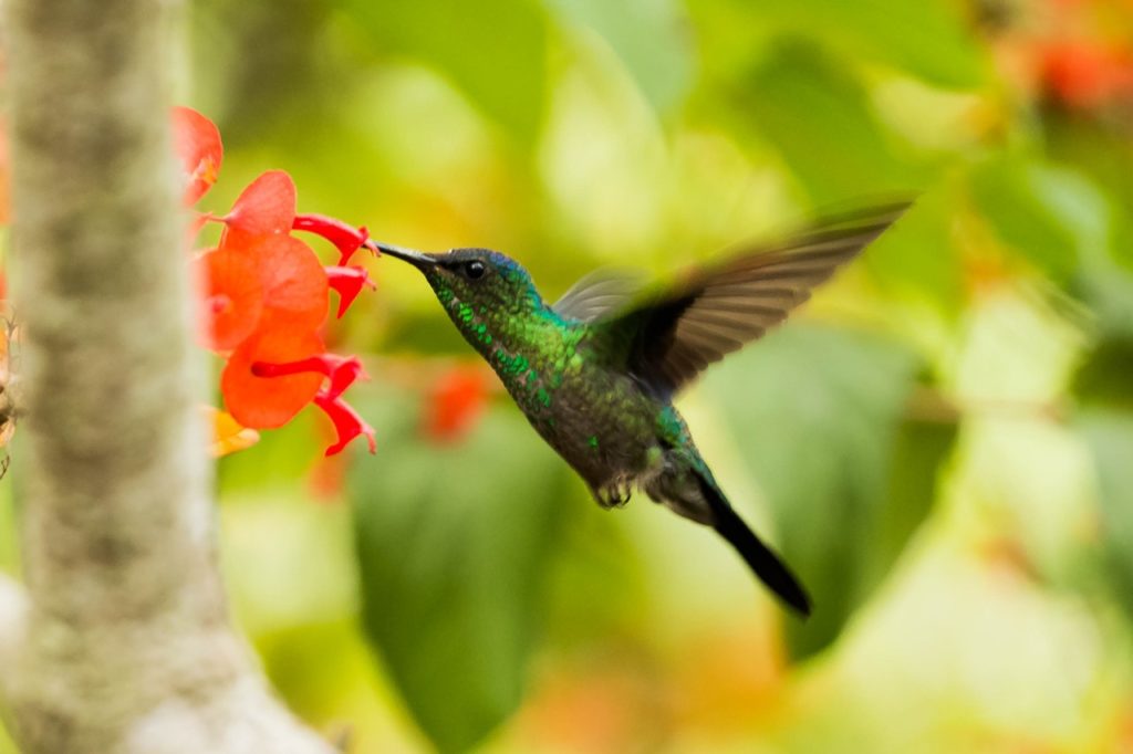 How do hummingbirds flap their wings so fast