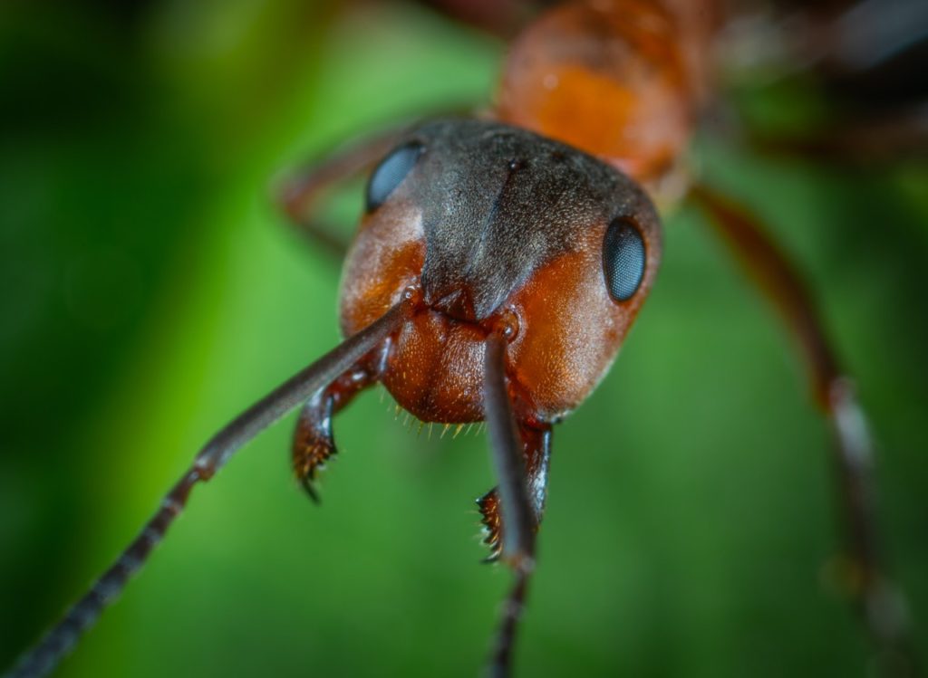 why do ant bites hurt