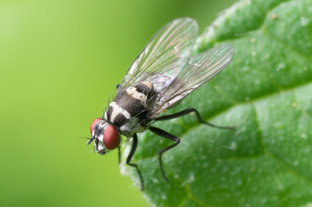 How does fly spray work?