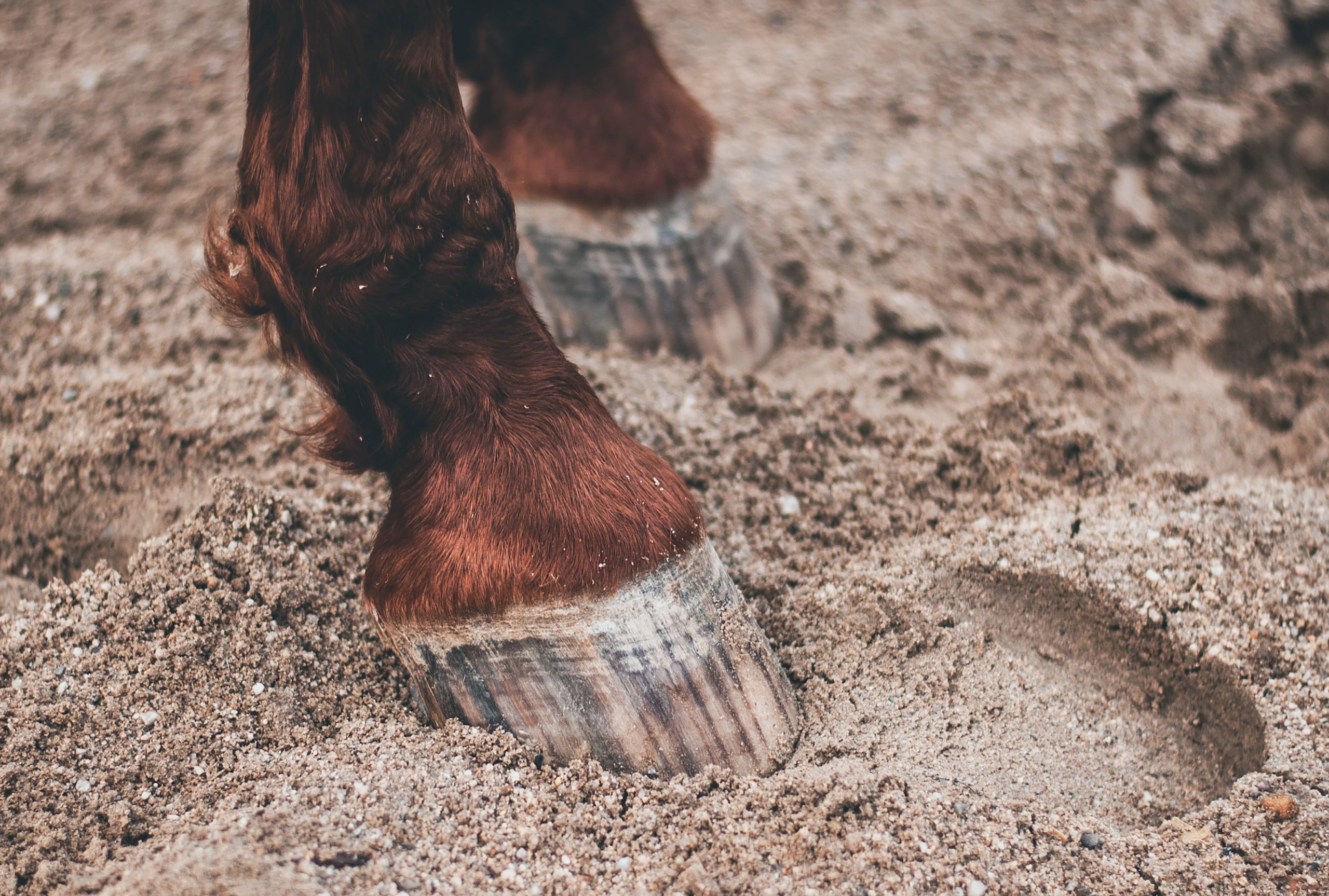 Why do horses need horseshoes?