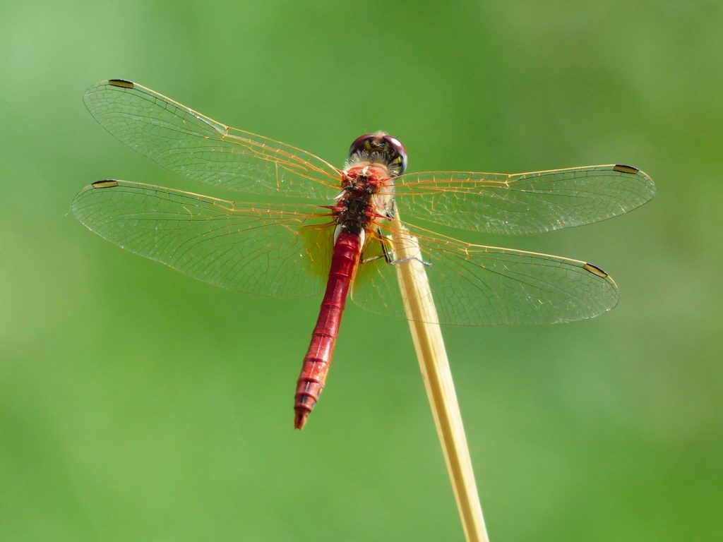 why do dragonflies have four wings?