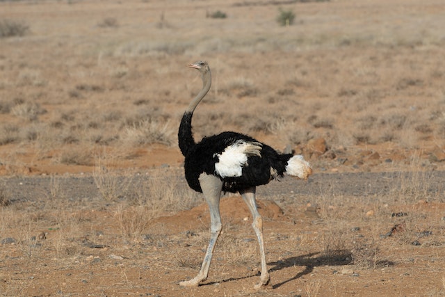 Why do ostriches have two kneecaps? 