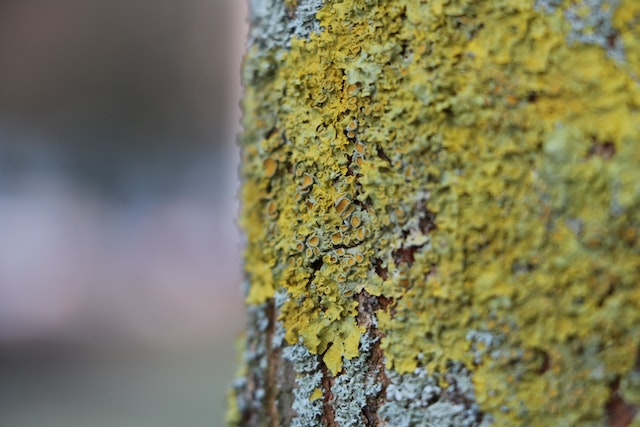 What is lichen?