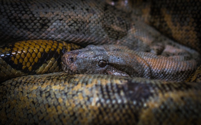 How do pythons kill their prey?