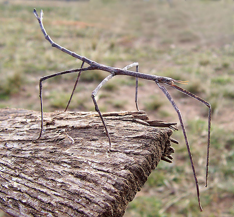 Why do stick insects look like plants?