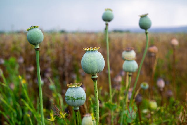 Why do poppies make opium?