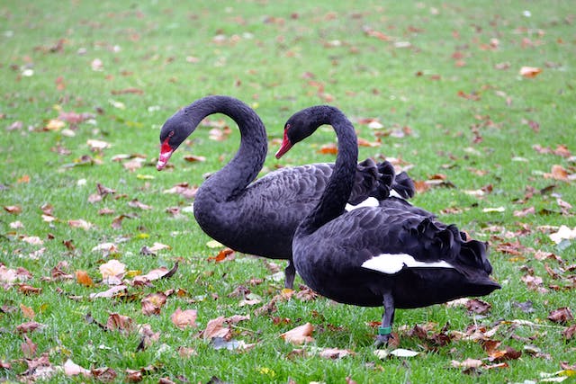 What is a black swan event?