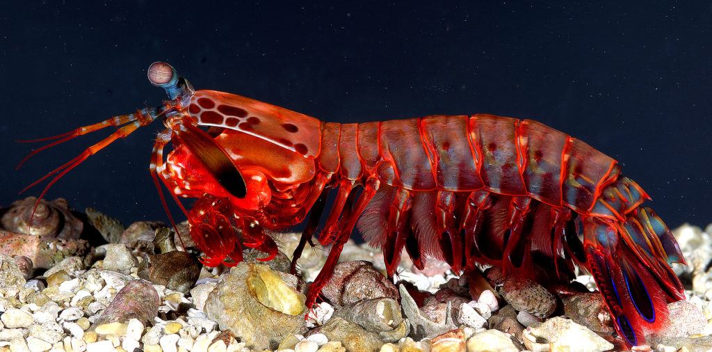 Why can mantis shrimp see so many colors?