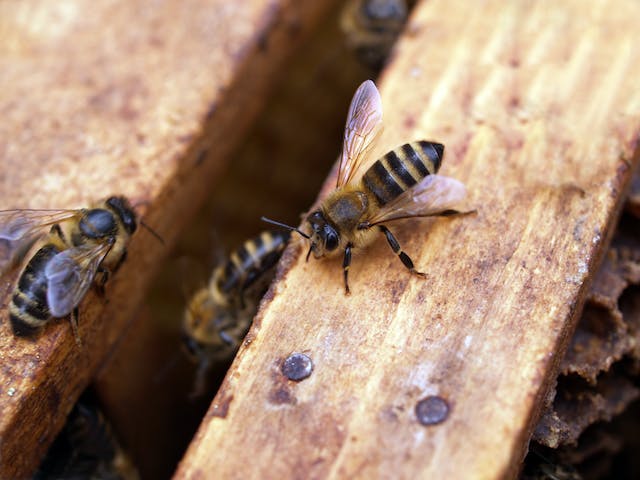 What is the difference between bees and wasps?