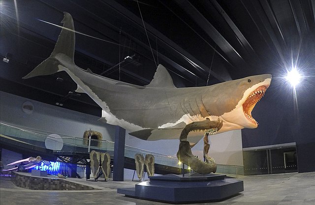 How big was a Megalodon?