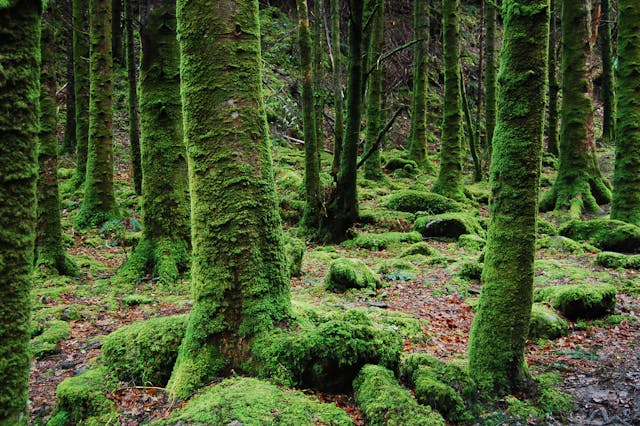 Is moss one plant or many plants?