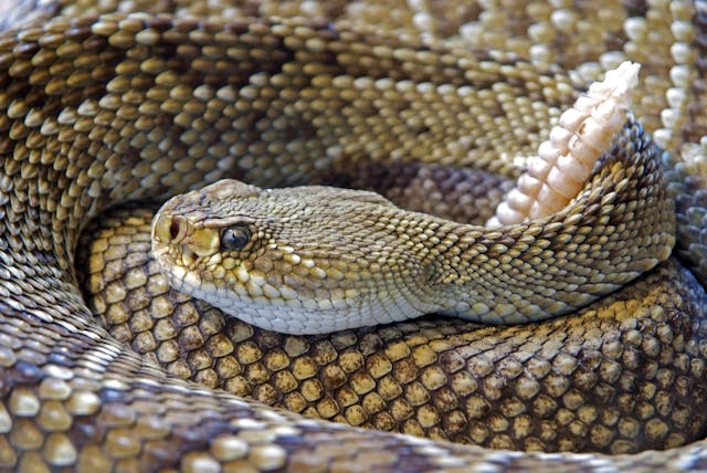 How does a rattlesnake rattle?