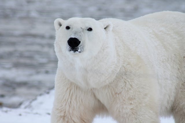 How do polar bears find enough food?