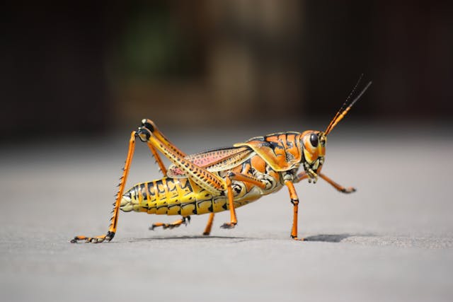 Why can grasshoppers jump so high?