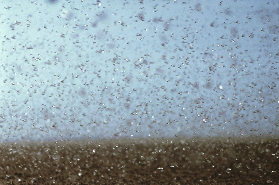 Why do locusts swarm?