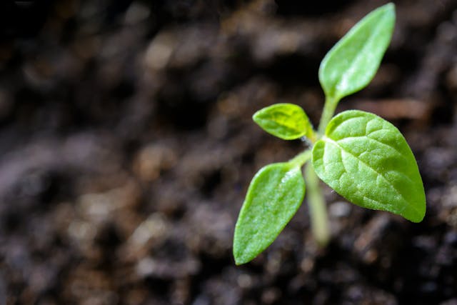 How does photosynthesis work?