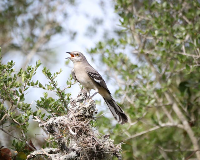 Why do birds sing at dawn?